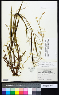 Paspalum setaceum var. setaceum image