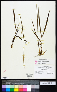 Paspalum setaceum var. setaceum image