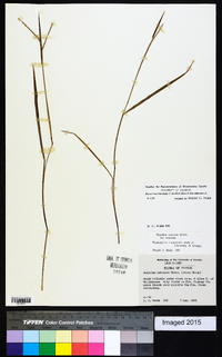 Paspalum setaceum var. setaceum image