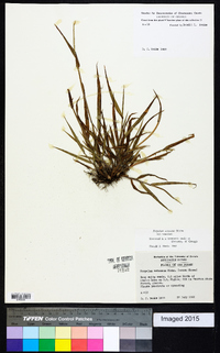 Paspalum setaceum var. setaceum image