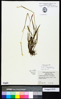 Paspalum setaceum var. setaceum image