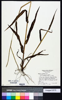 Paspalum setaceum var. stramineum image