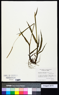 Paspalum setaceum var. stramineum image