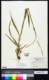 Paspalum setaceum var. stramineum image