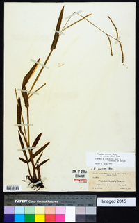 Paspalum setaceum var. supinum image