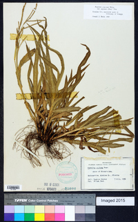 Paspalum setaceum var. supinum image