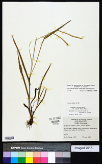 Paspalum setaceum var. supinum image