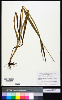 Paspalum setaceum var. supinum image