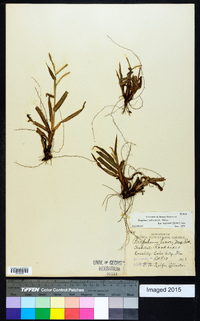 Paspalum setaceum var. supinum image