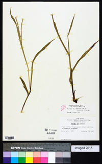 Paspalum setaceum var. supinum image