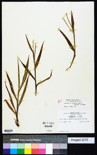 Paspalum setaceum var. supinum image