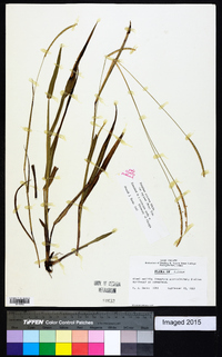 Paspalum setaceum var. supinum image