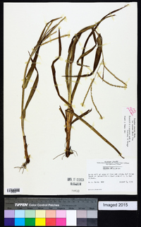 Paspalum setaceum var. supinum image