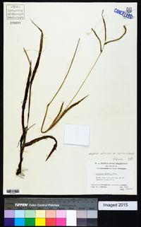 Paspalum setaceum var. supinum image