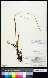 Paspalum setaceum var. villosissimum image