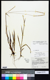 Paspalum setaceum var. villosissimum image