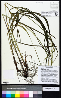 Paspalum urvillei image