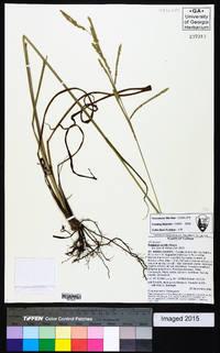 Paspalum urvillei image