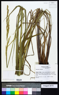 Paspalum urvillei image