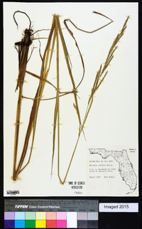 Paspalum urvillei image