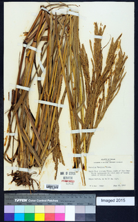 Paspalum urvillei image