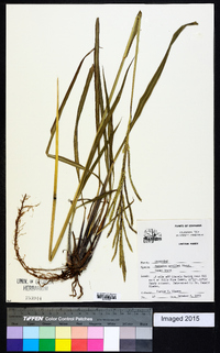 Paspalum urvillei image