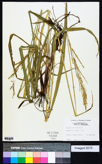 Paspalum urvillei image