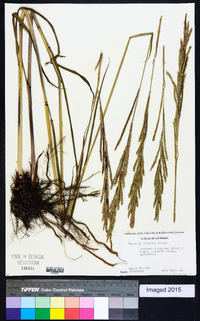 Paspalum urvillei image