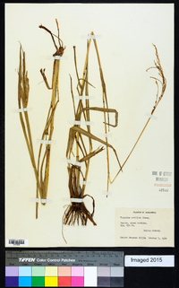 Paspalum urvillei image