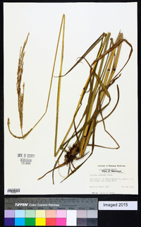 Paspalum urvillei image