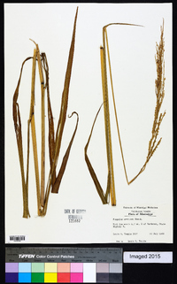 Paspalum urvillei image