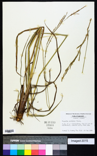 Paspalum urvillei image