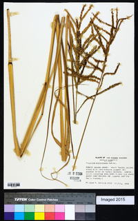 Paspalum millegrana image