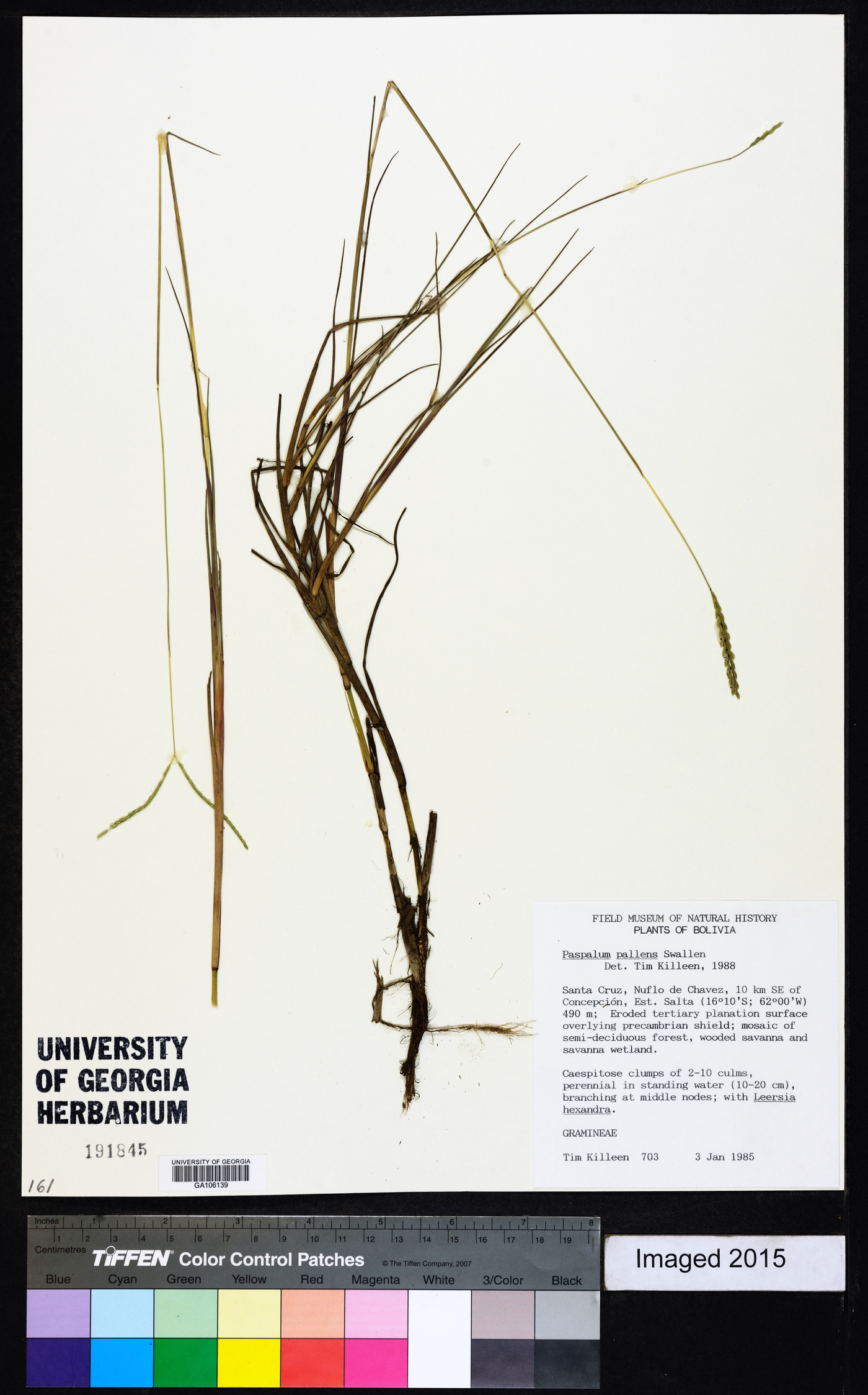 Paspalum pallens image