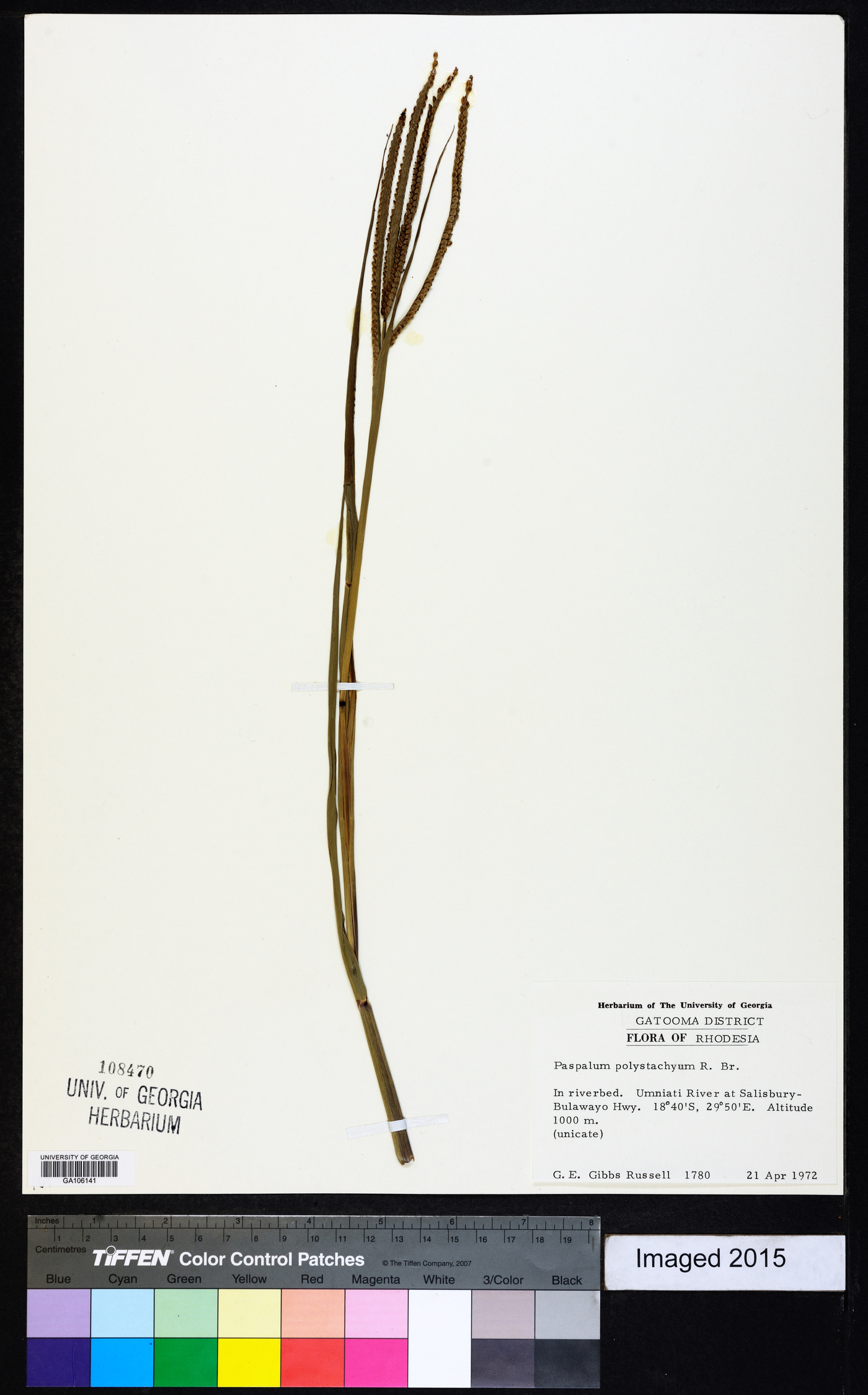 Paspalum scrobiculatum image