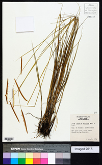 Paspalum stellatum image