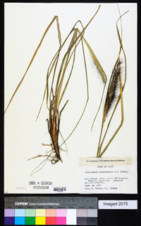 Pennisetum alopecuroides image