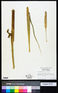 Pennisetum glaucum image