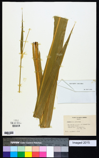 Pennisetum purpureum image