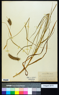 Pennisetum cenchroides image