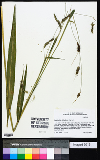 Pennisetum distachyum image