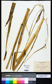 Image of Pennisetum latifolium