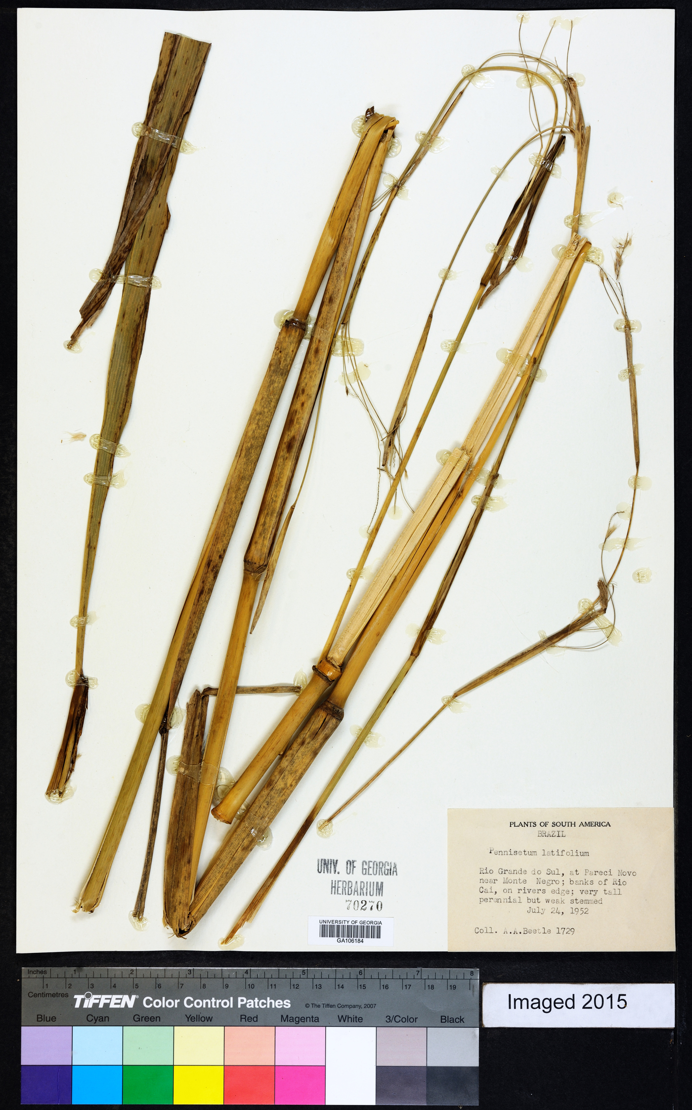 Pennisetum latifolium image