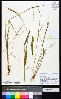 Phalaris angusta image