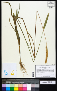 Phalaris angusta image