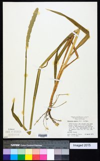 Phalaris angusta image