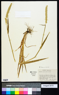 Phalaris angusta image