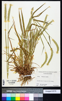 Phalaris angusta image