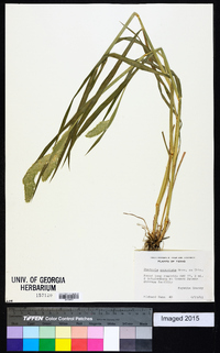 Phalaris angusta image