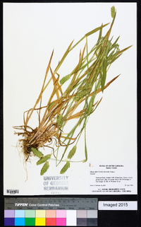 Phalaris caroliniana image